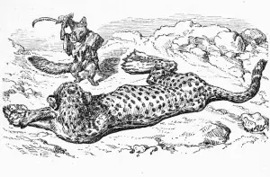 The Leopard and The Fox