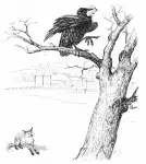 Fox and Crow C2