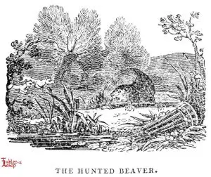 Whittingham - Hunted Beaver