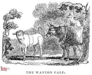 Whittingham - Wanton Calf
