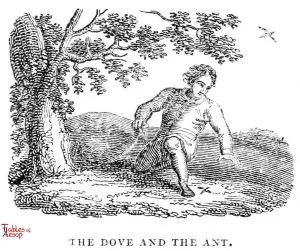 Whittingham - Dove and Ant