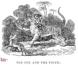 Whittingham - Fox and Tiger