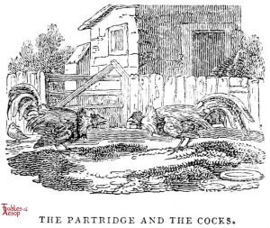 Whittingham - Partridge and Cocks