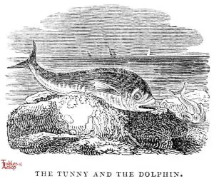 Whittingham - Tunny and Dolphin