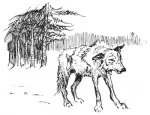 Dog and Wolf C1