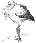 Fox Stork C1