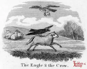 Taylor - Eagle and Crow 0041