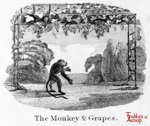 Taylor - Monkey and Grapes 0045