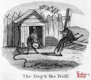 Taylor - Dog and Wolf 0049