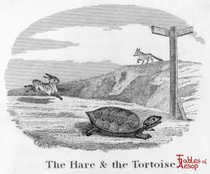 Taylor - Hare and Tortoise 0089