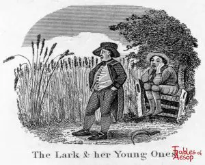 Taylor - Lark and Young Ones 0105