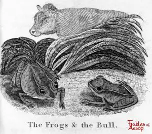 Taylor - Frogs and Bull 0131