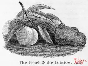 Taylor - Peach and Potato 0187