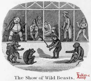 Taylor - Show of Wild Beasts 0187