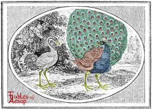 Bewick - Peacock and Crane